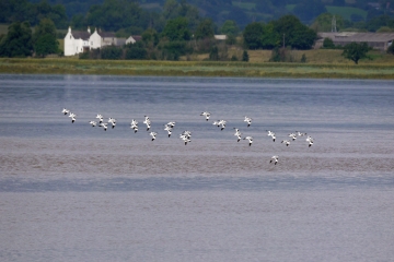 Passage Avocets